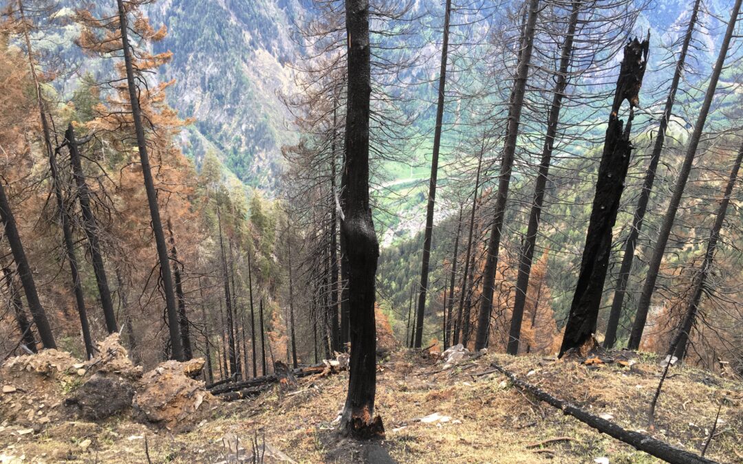 GSM riunione estiva 2021 – Incendi boschivi e pericoli naturali